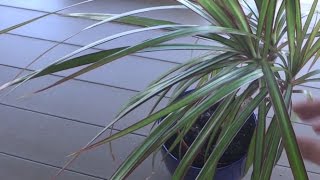 How to Propagate Dragon Tree Dracaena Marginata [upl. by Nibaj]