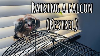 Raising a FALCON Kestrel indoors  MUST WATCH THE END 🤭 [upl. by Rexana647]