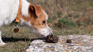 How To Stop Puppy From Eating Poop [upl. by Lertram506]