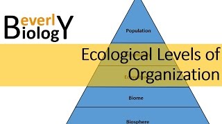 Ecological Levels of Organization [upl. by Shepherd]