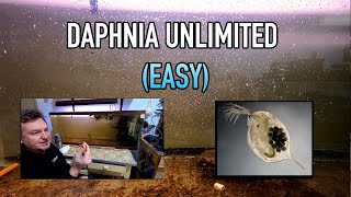 How I Raise Daphnia Water Fleas And You Can Too [upl. by Albert]