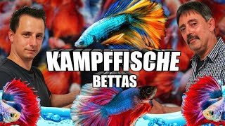 Kampffisch Betta Haltung und Pflege [upl. by Isbel]