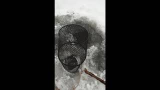 How to trap minnows in the winter [upl. by Oicapot]