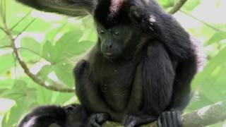 Mantled Howler Monkey in Costa Rica Alouatta palliata [upl. by Lise]