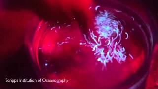 Dinoflagellate Bioluminescence [upl. by Odlaniger]