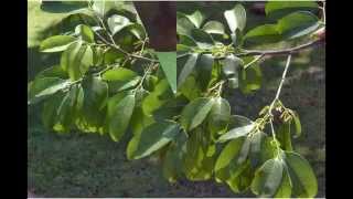 Diospyros Ebenum Helthy Herbs [upl. by Jessy]