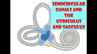 How the Inner Ear Balance System Works  Labyrinth Semicircular Canals [upl. by Gabriela]