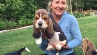 European basset hound puppies at 7 weeks [upl. by Tolmach326]