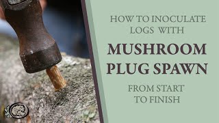 Inoculating Mushroom Logs With Plug Spawn From Start to Finish [upl. by Chapel]