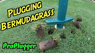 How to Plug Bermudagrass  Bermuda Grass Plugs  Plugging Grass [upl. by Adnal]