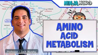 Metabolism  Amino Acid Metabolism [upl. by Onilegna]