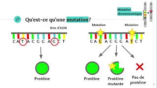 Les mutations 🧬 [upl. by Nonnahs]