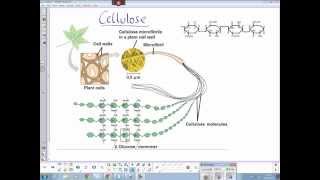 Plant cellulose structure [upl. by Ada206]