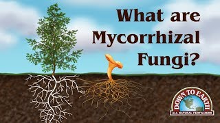 What Are Mycos Down To Earth Fertilizers [upl. by Gold]