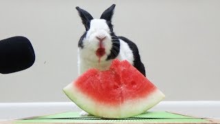 Rabbit eating watermelon ASMR [upl. by Gnus]