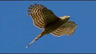 Sparrowhawk Bird Call Bird Song [upl. by Kos]