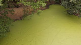 Hampstead Heath Pond amp Woodlands [upl. by Erodoeht527]