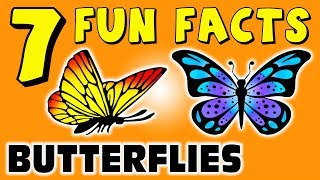 7 FUN FACTS ABOUT BUTTERFLIES BUTTERFLY FACTS FOR KIDS Learning Colors Insects Funny Sock Puppet [upl. by Almap824]