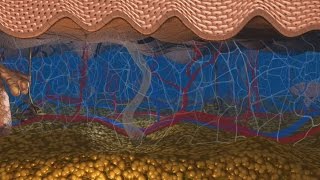 Au coeur des organes  La peau [upl. by Soo]