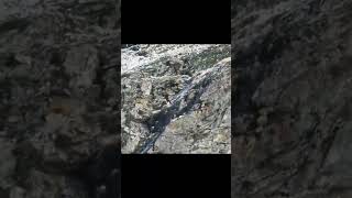 Wild Mountain Goat Hunting by Golden Eagle [upl. by Aklog]