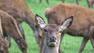 GRUNTBARK HIND  RED DEER Cervus elaphus [upl. by Esli]