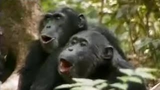 Chimps vs Red Colobus Monkeys  BBC Studios [upl. by Okihsoy20]