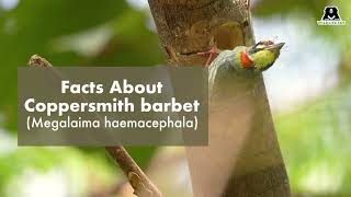 Coppersmith barbet birds [upl. by Noy]