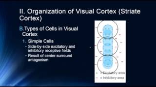 Vision The Visual Cortex [upl. by Ragnar]