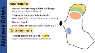 3 Médula Espinal  Sistematizacion de Sustancia Gris [upl. by Eelrac]