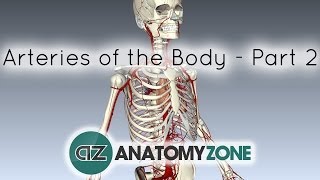 Arteries of the body  PART 2  Anatomy Tutorial [upl. by Butte]