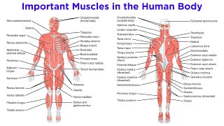 The Muscular System [upl. by Sucramej]