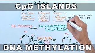 CpG Islands and DNA Methylation [upl. by Yetsirhc]