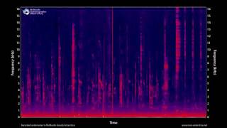 Killer whale vocalizations 100 minutes  MOO Antarctica [upl. by Ocsirf]