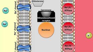 Spironolactone  Mechanism of action [upl. by Ailuy]