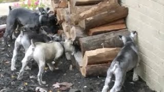 Ratting Dogs  Life With 6 Schnauzers [upl. by Arahahs889]