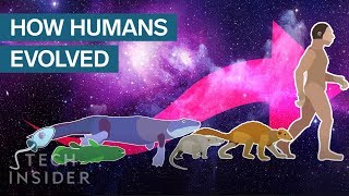 Incredible Animation Shows How Humans Evolved From Early Life [upl. by Margareta]