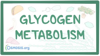 Glycogen metabolism [upl. by Kehr]