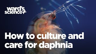 Caring and Culturing for Daphnia [upl. by Nealey]