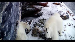 Mountain Goats on a Ledge [upl. by Atikat]