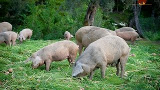 Porco Bísaro  Qualidade da Carcaça e da Carne [upl. by Grail]