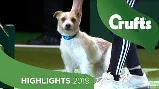 Crowd Favourite Olly The Rescue Dog Returns To The Crufts Stage  Crufts 2019 [upl. by Ryon136]