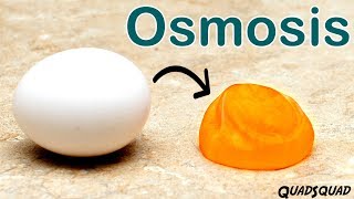 Eggs and Osmosis  A Fun Science Experiment [upl. by Harrak]