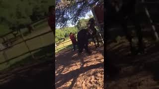 FEMALE HORSE KILLS IN THE ACT ANOTHER STALLION [upl. by Hardunn709]