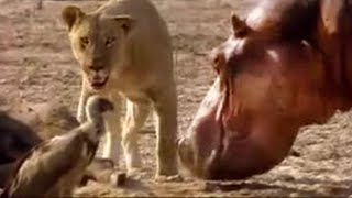 Lion vs Hippo  Wildlife on One  BBC Studios [upl. by Ainat]