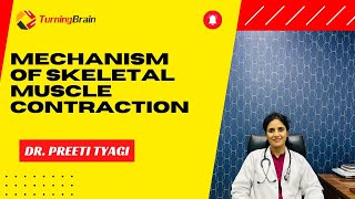 Mechanism of Skeletal Muscle Contraction [upl. by Asereht]