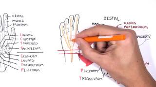 Clinical Anatomy  Hand Wrist palmar aspectflexors [upl. by Homer]