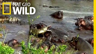 Hippo vs Crocodile  Nat Geo Wild [upl. by Aseeram]