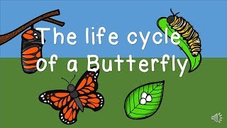 The Life Cycle of a Butterfly [upl. by Lezley273]