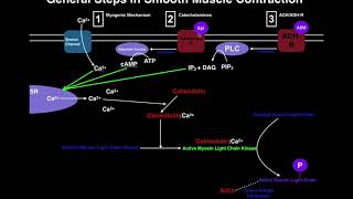 Anatomy  Mechanisms of Smooth Muscle Contraction [upl. by Nawiat]