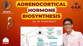 Adrenocortical Hormone Biosynthesis [upl. by Crabb]